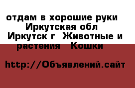 отдам в хорошие руки - Иркутская обл., Иркутск г. Животные и растения » Кошки   